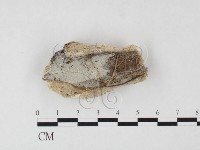 登錄號:F0026703藏品圖，第1張