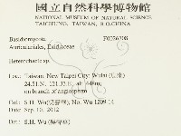 刺皮菌屬藏品圖，第2張