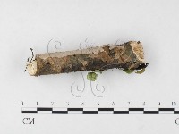 刺皮菌屬藏品圖，第3張