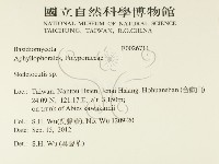 骨皮菌屬藏品圖，第2張
