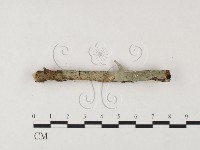 剛毛絲皮菌藏品圖，第3張