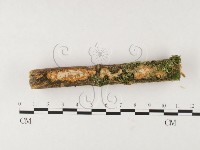 登錄號:F0026713藏品圖，第1張