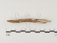 絲皮菌屬藏品圖，第3張