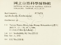 齒耳菌屬藏品圖，第2張
