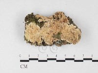 齒耳菌屬藏品圖，第1張