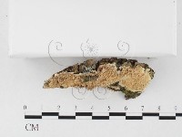 齒耳菌屬藏品圖，第3張