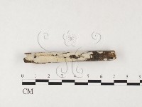 登錄號:F0026730藏品圖，第1張