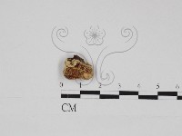 登錄號:F0026731藏品圖，第1張