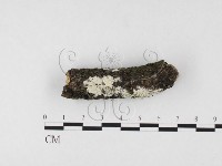 登錄號:F0026733藏品圖，第1張
