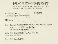 射脈菌屬藏品圖，第2張