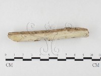 冇骨消絲齒菌藏品圖，第3張