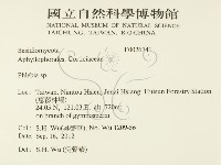 射脈菌屬藏品圖，第2張