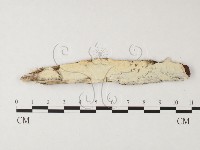 登錄號:F0026743藏品圖，第1張