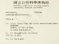 射脈菌屬藏品圖，第2張