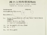 絲皮菌屬藏品圖，第2張