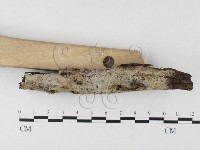 絲皮菌屬藏品圖，第3張