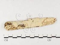 登錄號:F0026747藏品圖，第1張