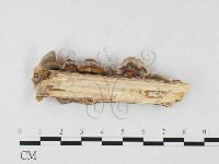 栓菌屬藏品圖，第3張