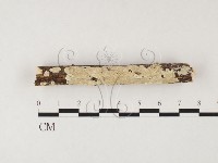 齒耳菌屬藏品圖，第1張