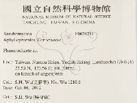 顯絲菌屬藏品圖，第2張