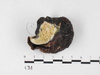 登錄號:F0026759藏品圖，第1張