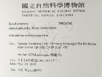重傘靈芝藏品圖，第2張