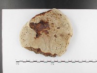 重傘靈芝藏品圖，第3張