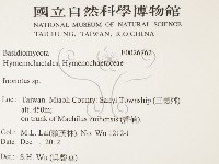 纖孔菌屬藏品圖，第2張