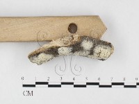 絲皮菌屬藏品圖，第1張