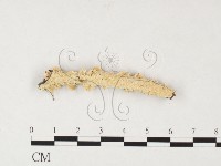 栓菌屬藏品圖，第1張