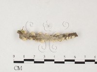 栓菌屬藏品圖，第3張