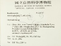 絲齒菌屬藏品圖，第2張