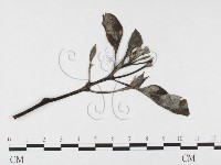 登錄號:F0026771藏品圖，第3張