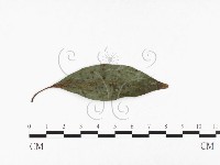 登錄號:F0026773藏品圖，第1張