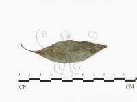 登錄號:F0026773藏品圖，第3張