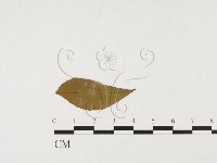 登錄號:F0026775藏品圖，第3張