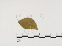 登錄號:F0026776藏品圖，第3張