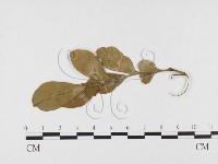 登錄號:F0026777藏品圖，第3張