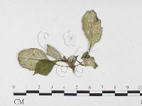 登錄號:F0026778藏品圖，第3張