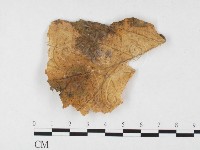 登錄號:F0026779藏品圖，第1張