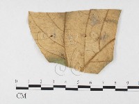 登錄號:F0026782藏品圖，第1張