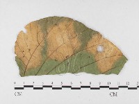 登錄號:F0026783藏品圖，第1張