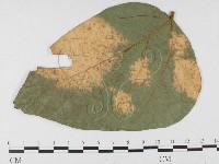 登錄號:F0026785藏品圖，第1張