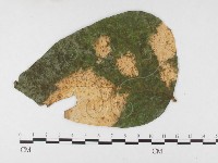 登錄號:F0026785藏品圖，第3張