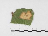 登錄號:F0026788藏品圖，第1張