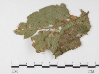 登錄號:F0026789藏品圖，第1張