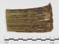 登錄號:F0026795藏品圖，第1張