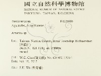 鵝膏屬藏品圖，第2張