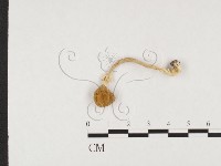 鵝膏屬藏品圖，第1張