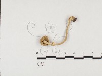 鵝膏屬藏品圖，第3張